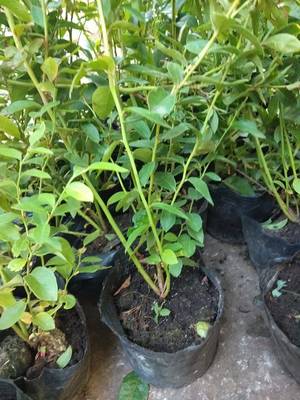 营养钵云雀蓝莓苗品种介绍云雀蓝莓苗几月修剪