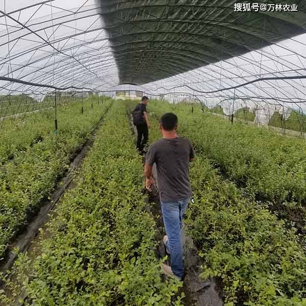 云雀蓝莓苗特点有哪些,早熟品种的云雀蓝莓树苗