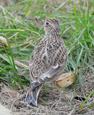 小云雀：天空中的歌唱家