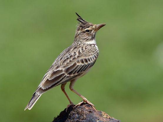 云雀之歌 草原上的天际精灵
