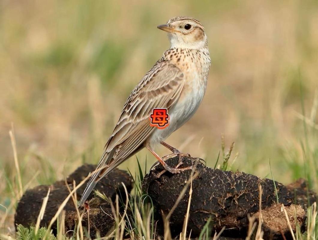 抖音上云雀 神秘母云雀的形态与魅力