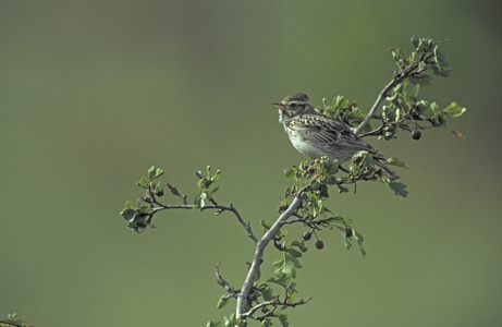 云雀与木材的艺术交融 摄图新视界的灵感探索