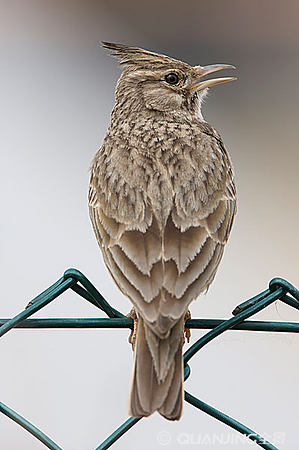 云雀之美 自然界的灵动歌者