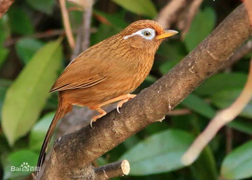 双牌珍稀鸟类你认识多少 | 第二期 云雀