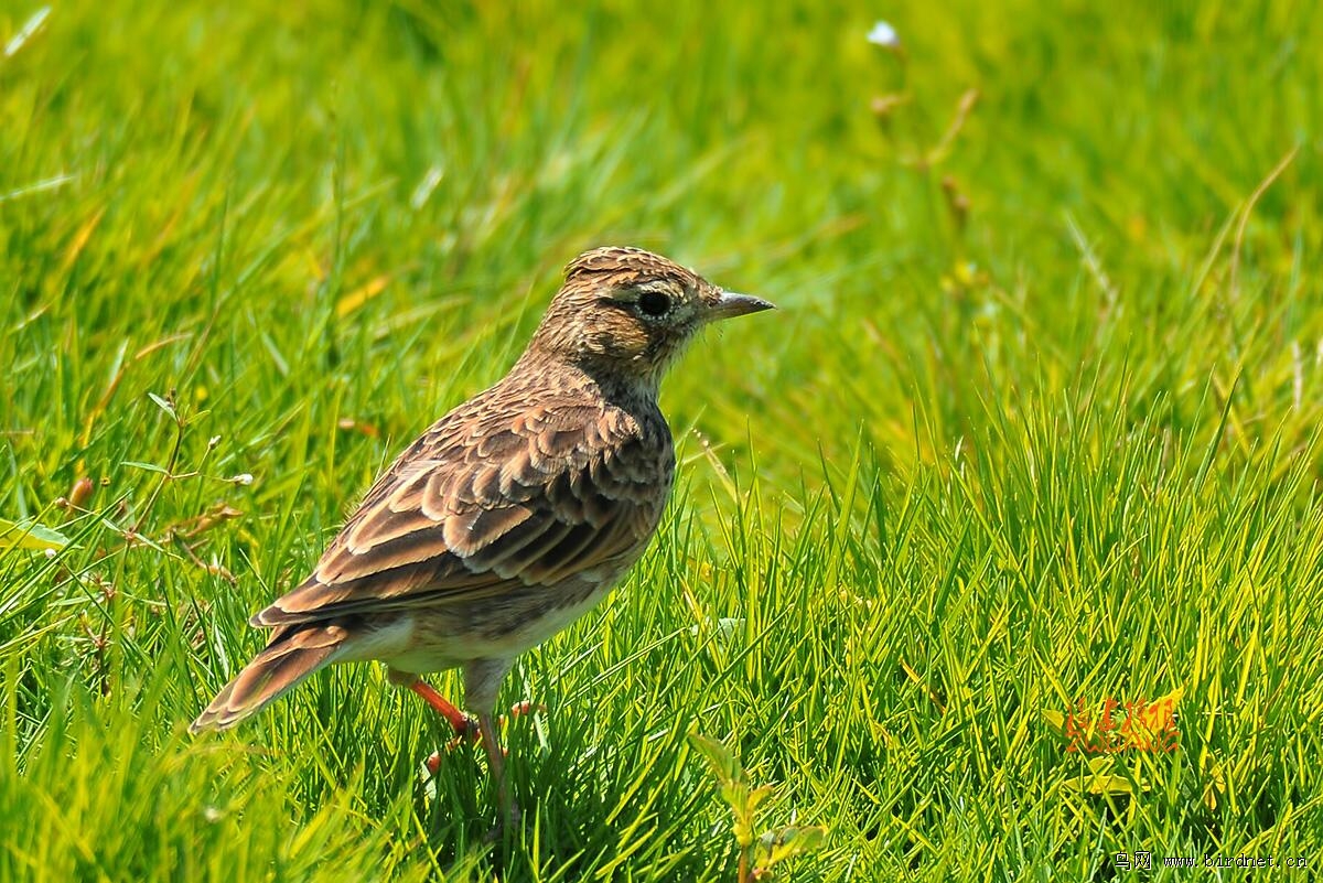 小云雀与云雀 天空中的歌者与舞者