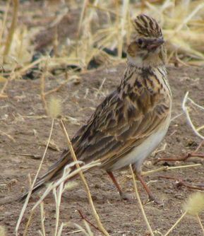 野生鸟类与家禽的多样性 从云雀到鸡鸭
