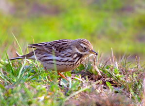 云雀颂歌 翱翔于天地间的自由之魂