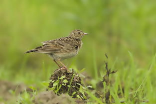 云雀悦耳响阔野