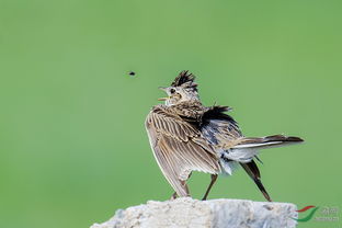 四川云雀 天府之国的灵动音符