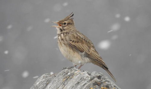 云雀哀歌 东北大地上远去的“压篮子鸟”