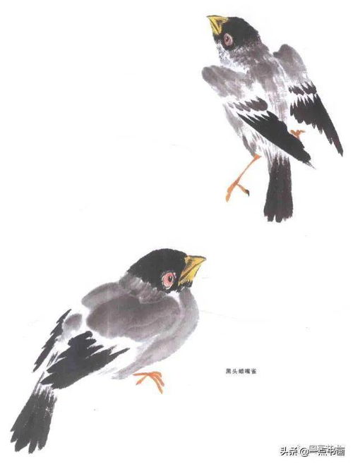 霍春阳《鸟类画谱》选页赏析 云雀之姿