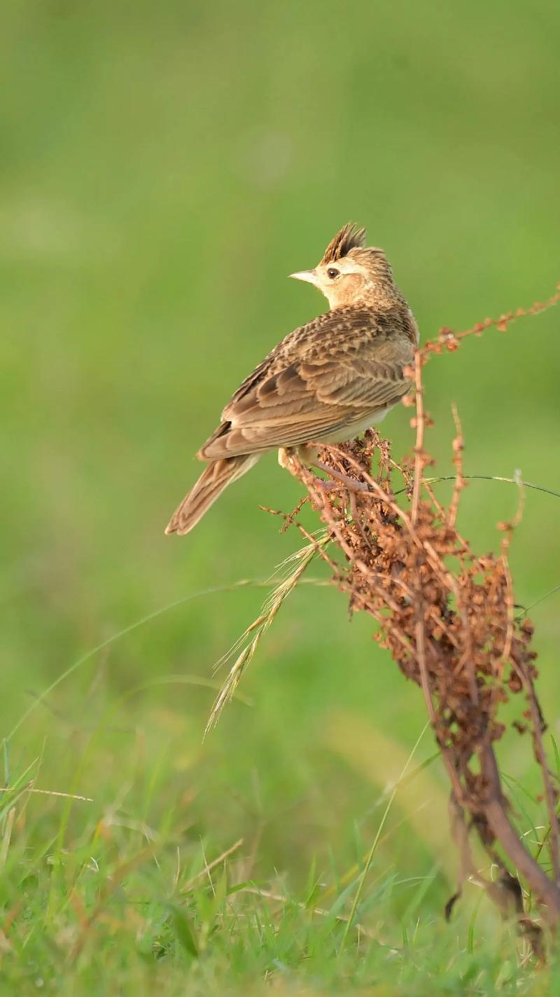 小云雀 抖音上的自然精灵与时光里的自由之音